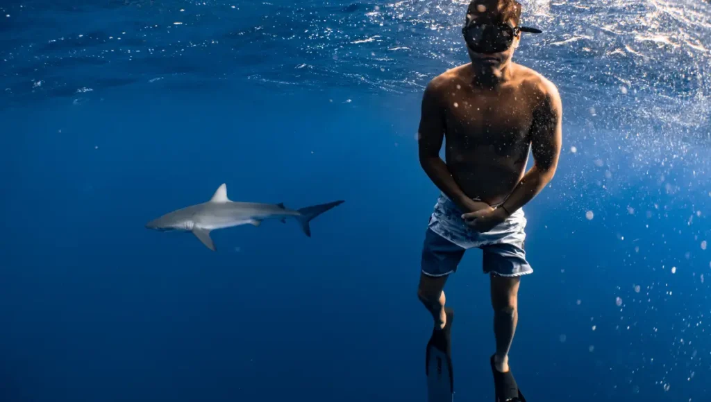 How to Swim with Sharks